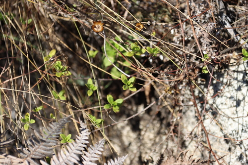 Image of Micromeria imbricata by (c) Tony Rebelo, some rights reserved (CC BY-SA)