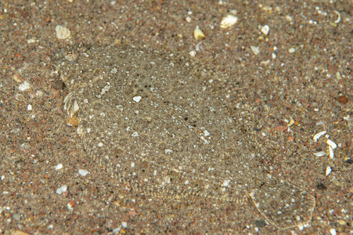 Oval flounder (Syacium ovale) — Paralichthyidae