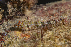 Flag Triplefin photo 4