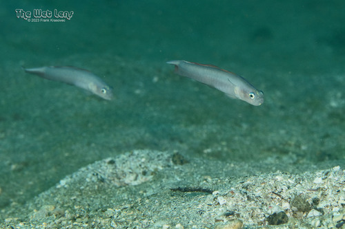 Threadfin dartfish (Ptereleotris carinata) — Microdesmidae