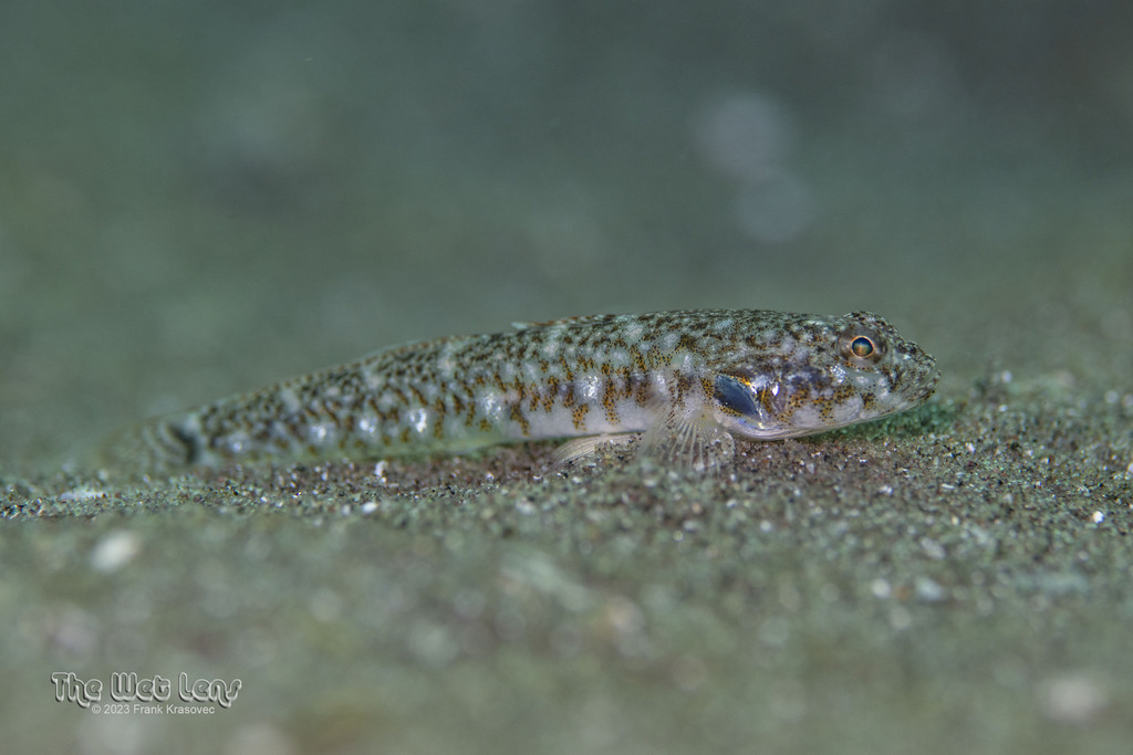 Cheekspot Goby