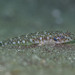 Cheekspot Goby - Photo (c) Frank Krasovec, some rights reserved (CC BY-NC), uploaded by Frank Krasovec