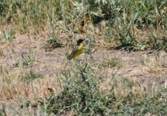 Motacilla flava feldegg