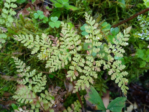Cystopteris sudetica, photograph 5