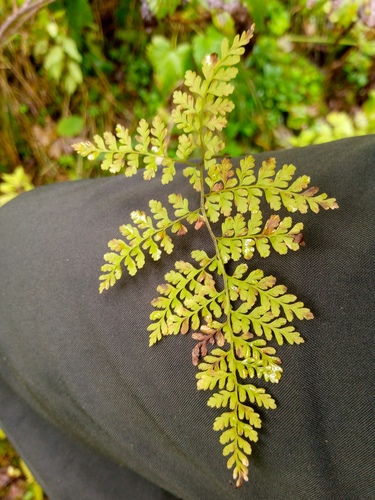 Cystopteris sudetica, photograph 6