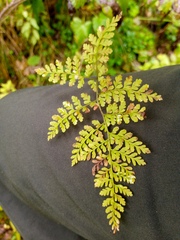 Cystopteris sudetica, photograph (c) Сергей Голубев, some rights reserved (CC BY)