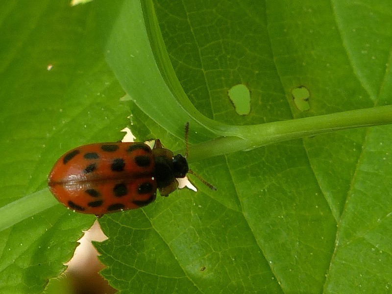 Chrysomela walshi