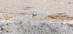 Saxicola dacotiae