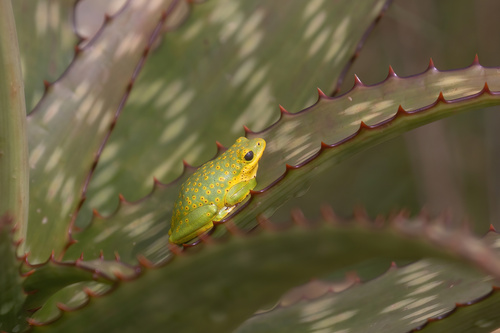 Plain Reed Frog, Hyperolius viridiflavus