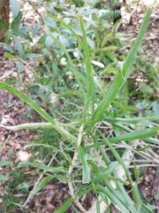 Dracaena reflexa image