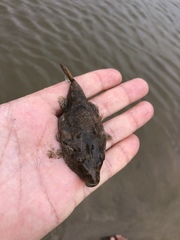 Arrowhead Puffer photo 1