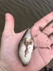 Arrowhead Puffer photo 2