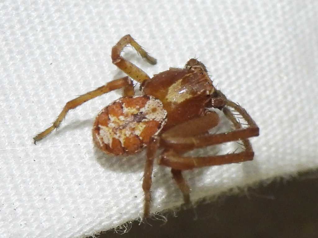 Xysticus locuples