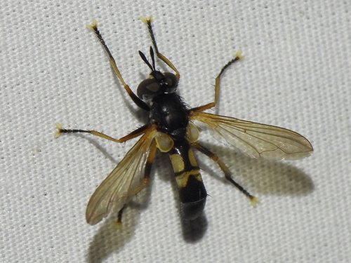 Hemyda aurata photo 4
