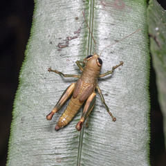 Hemiacridinae