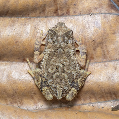 Ingerophrynus parvus