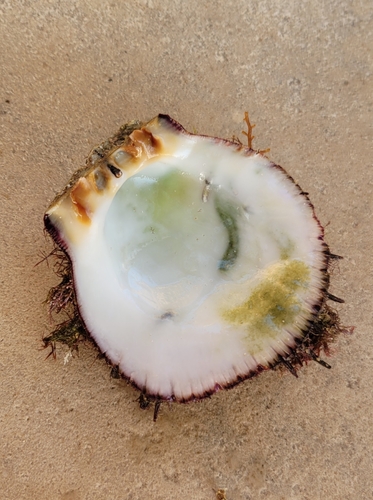 European Thorny Oyster