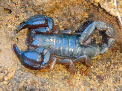 Urodacus manicatus