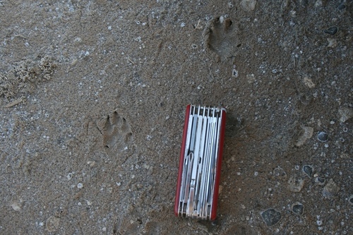 Sylvilagus graysoni