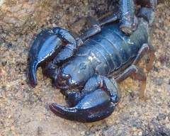 Urodacus manicatus