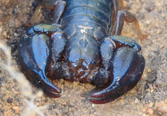 Urodacus manicatus