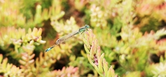 Ischnura saharensis