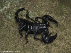 Srilankametrus indus