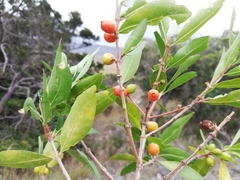 Tricalysia cryptocalyx
