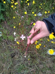 Epilobium ciliatum
