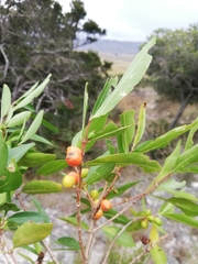 Tricalysia cryptocalyx