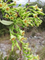 Vaccinium madagascariense
