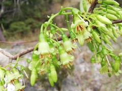 Vaccinium madagascariense