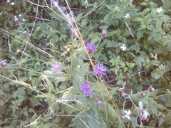 Vernonia greggii