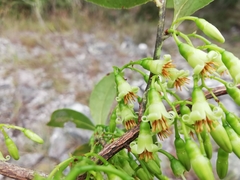 Vaccinium madagascariense
