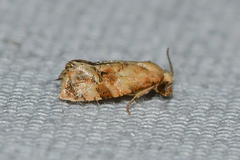 Cochylis bucera