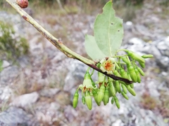 Vaccinium madagascariense