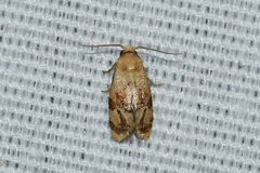 Cochylis bucera