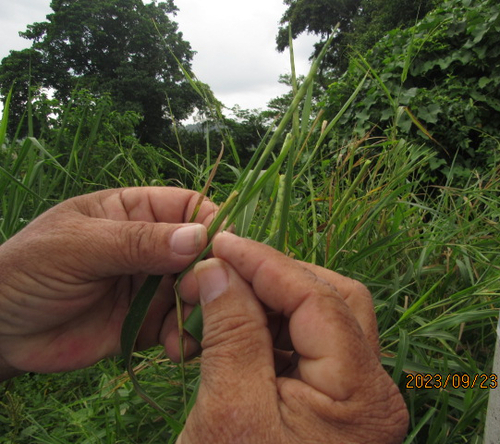 Rottboellia cochinchinensis iNat (3)