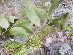 Vaccinium madagascariense