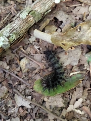 Hemileuca maia