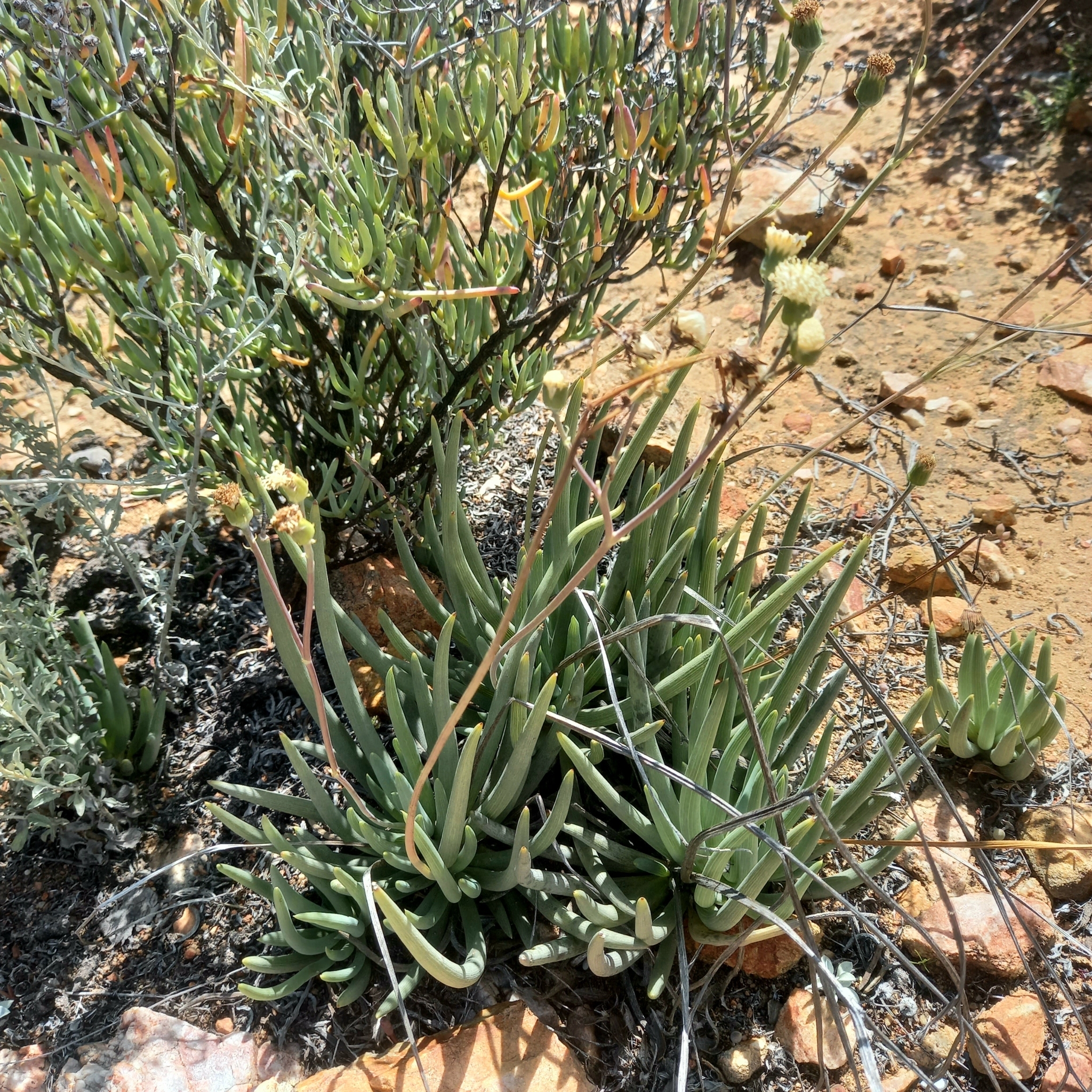 Kleinia aizoides DC. 2