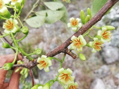 Vaccinium madagascariense