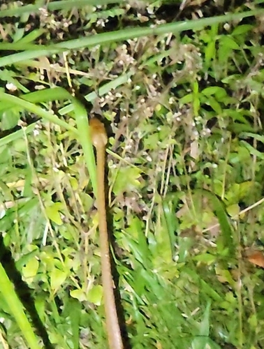Brown Tree Snake sighting