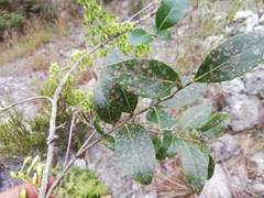 Vaccinium madagascariense