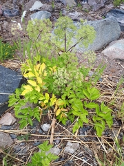 Angelica archangelica litoralis