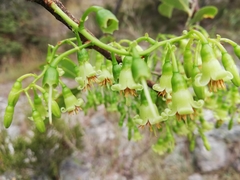 Vaccinium madagascariense