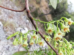 Vaccinium madagascariense