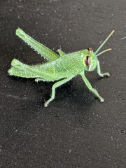 Cyrtacanthacridini