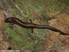 Lankascincus taylori