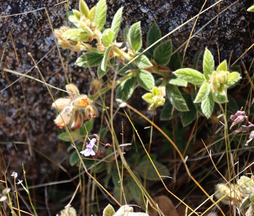 Image of Rhynchosia clivorum by (c) Tony Rebelo, some rights reserved (CC BY-SA)